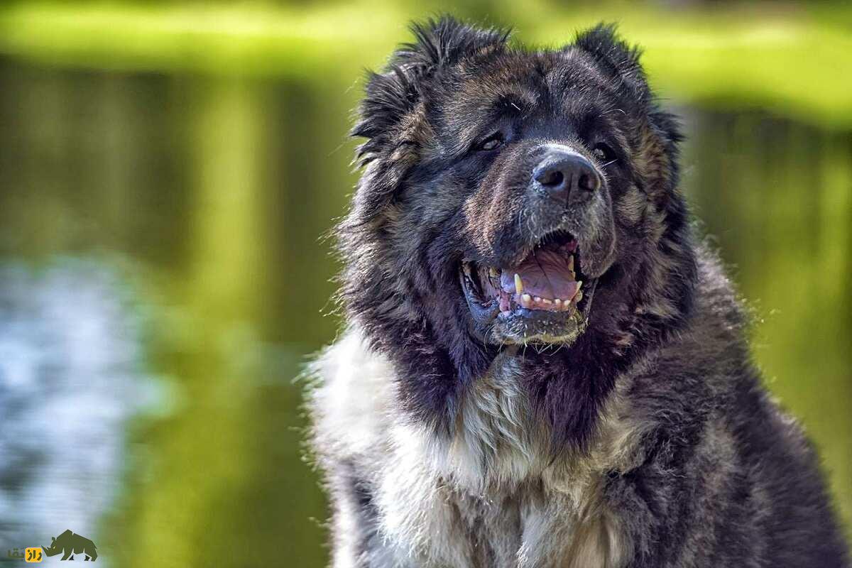 «سگ قفقازی» روس؛ چوپان چشمبادامی نترس که حریف «خرس» است؛ با سگ قفقازی ۱۵۰ میلیارد تومانی آشنا شوید «سگ قفقازی» روس؛ چوپان چشمبادامی نترس که حریف «خرس» است؛ با سگ قفقازی ۱۵۰ میلیارد تومانی آشنا شوید