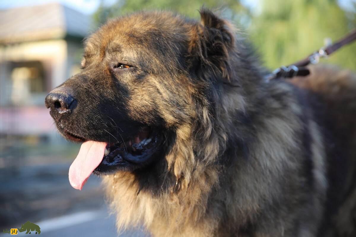 «سگ قفقازی» روس؛ چوپان چشمبادامی نترس که حریف «خرس» است؛ با سگ قفقازی ۱۵۰ میلیارد تومانی آشنا شوید «سگ قفقازی» روس؛ چوپان چشمبادامی نترس که حریف «خرس» است؛ با سگ قفقازی ۱۵۰ میلیارد تومانی آشنا شوید