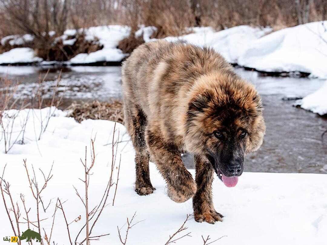 «سگ قفقازی» روس؛ چوپان چشمبادامی نترس که حریف «خرس» است؛ با سگ قفقازی ۱۵۰ میلیارد تومانی آشنا شوید «سگ قفقازی» روس؛ چوپان چشمبادامی نترس که حریف «خرس» است؛ با سگ قفقازی ۱۵۰ میلیارد تومانی آشنا شوید