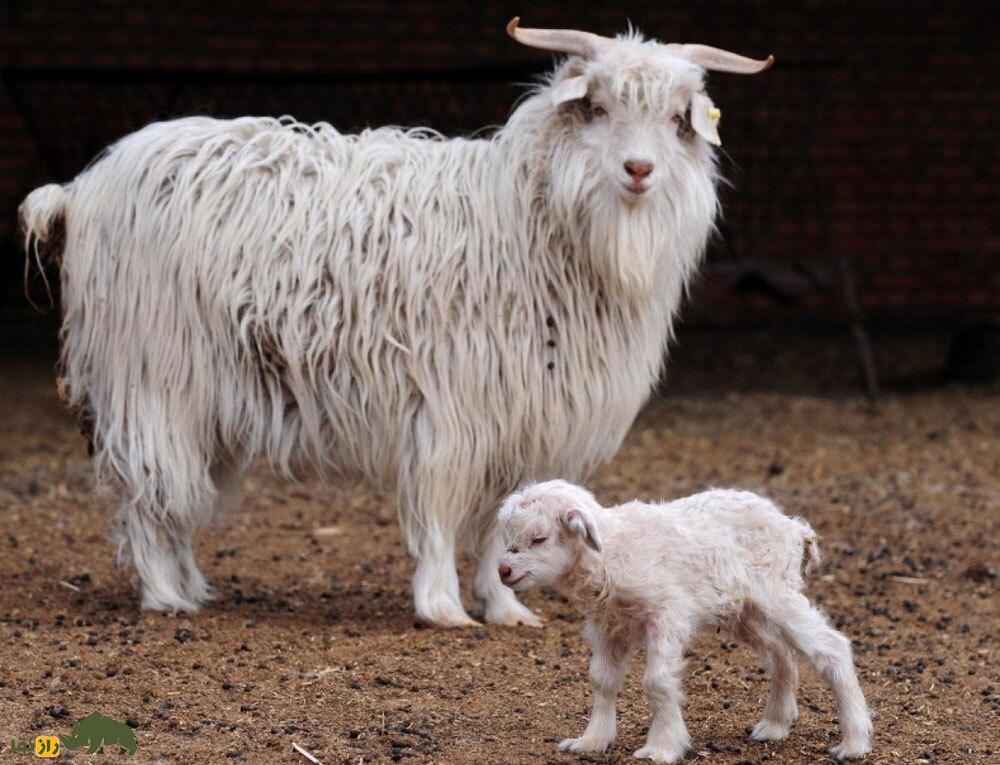 «بز کشمیری»؛ بز معروفی که سالی نزدیک ۴۰۰ گرم «پشم کشمیری» میدهد بز کشمیری