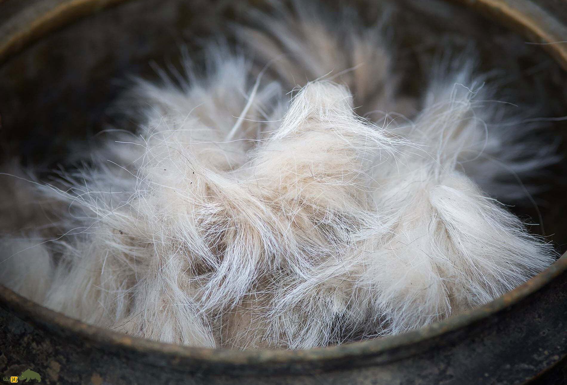 «بز کشمیری»؛ بز محبوبی که جان میلیونها انسان از هیمالیا تا بریتانیا را از مرگ نجات داده است! «بز کشمیری»؛ بز محبوبی که جان میلیونها انسان از هیمالیا تا بریتانیا را از مرگ نجات داده است!