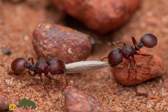 وزن مورچههای زمین چقدر است؟ وزن مورچههای زمین چقدر است؟