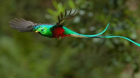 کتزال درخشنده؛ پرنده ملی گواتمالا که زیباترین پرنده جهان است