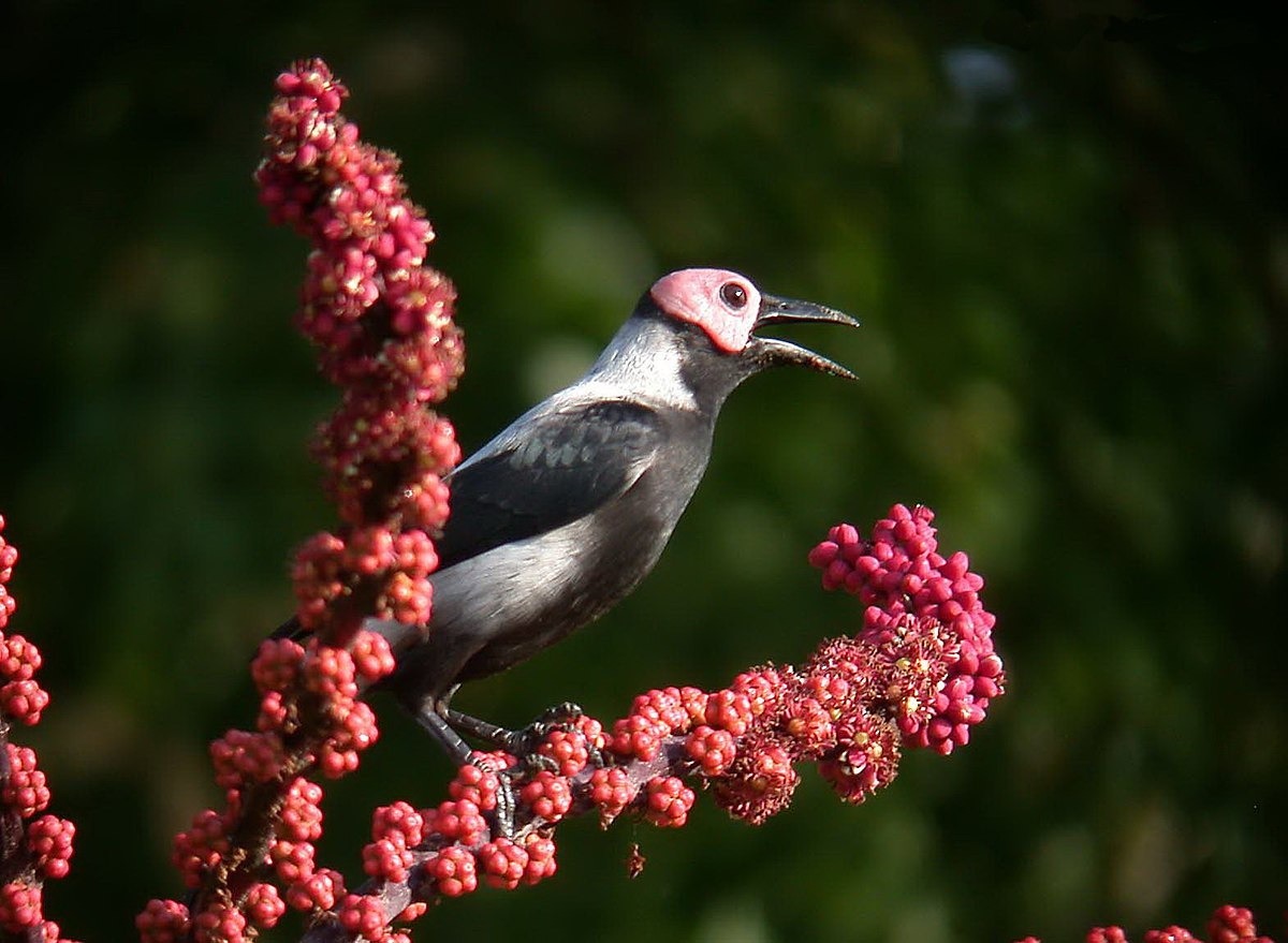 کولِتو؛ پرنده بومی فیلیپین که کله کچل و صورتی رنگ دارد کولِتو؛ پرنده بومی فیلیپین که کله کچل و صورتی رنگ دارد