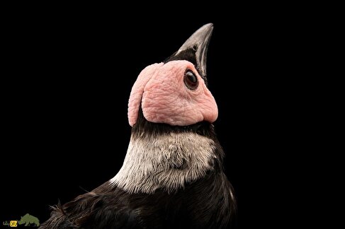 کولِتو؛ پرنده بومی فیلیپین که کله کچل و صورتی رنگ دارد