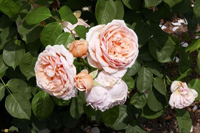 «رُز ژولِیت»؛ گران‌ترین گل آپارتمانی که ۹۵۰ میلیارد تومان قیمت دارد!