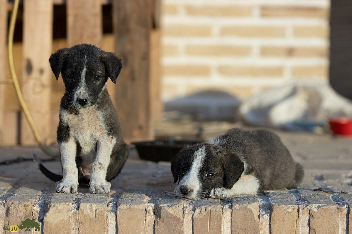 سگ لری بختیاری یا سگ قهدریجانی؛ سگ وحشی و رعبآور با هوشی بالاتر از «سگ سرابی» سگ لری بختیاری یا سگ قهدریجانی؛ سگ وحشی و رعبآور با هوشی بالاتر از «سگ سرابی»