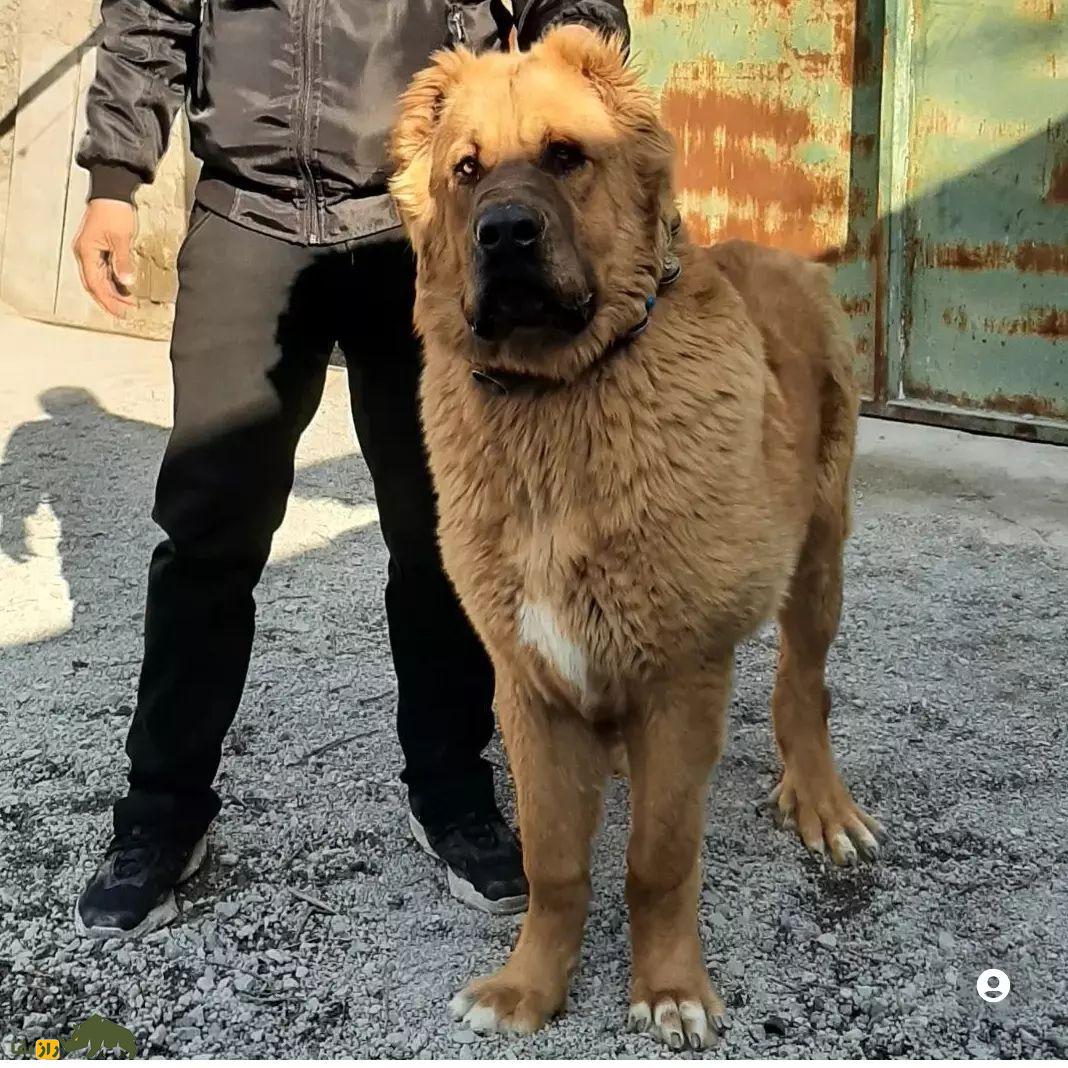 سگ لری بختیاری یا سگ قهدریجانی؛ سگ وحشی و رعبآور با هوشی بالاتر از «سگ سرابی» سگ لری بختیاری یا سگ قهدریجانی؛ سگ وحشی و رعبآور با هوشی بالاتر از «سگ سرابی»