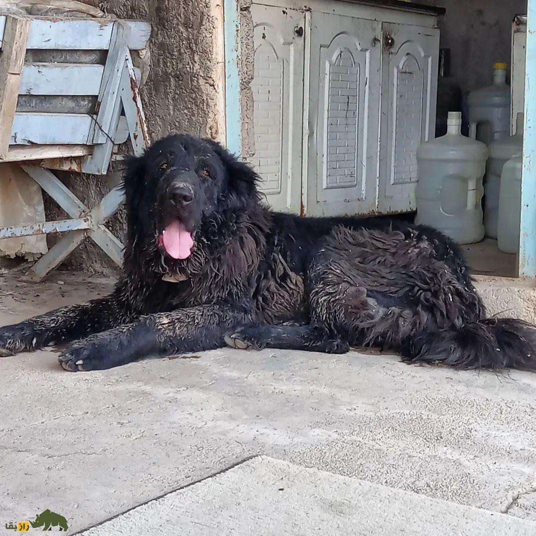 سگ لری بختیاری یا سگ قهدریجانی؛ سگ وحشی و رعبآور با هوشی بالاتر از «سگ سرابی» سگ لری بختیاری یا سگ قهدریجانی؛ سگ وحشی و رعبآور با هوشی بالاتر از «سگ سرابی»