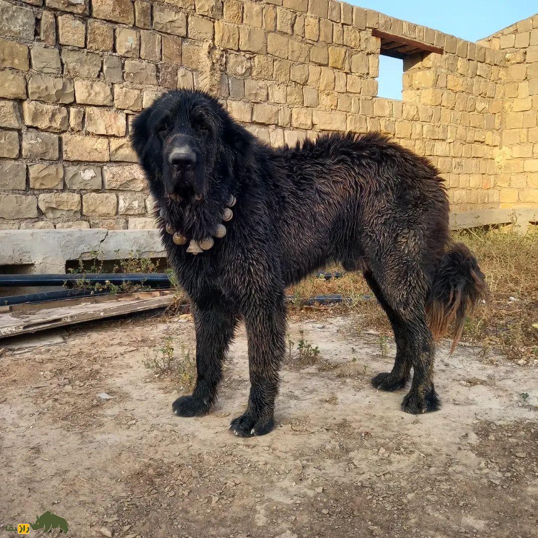 سگ لری بختیاری یا سگ قهدریجانی؛ سگ وحشی و رعبآور با هوشی بالاتر از «سگ سرابی» سگ لری بختیاری یا سگ قهدریجانی؛ سگ وحشی و رعبآور با هوشی بالاتر از «سگ سرابی»