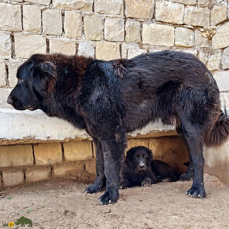سگ لری بختیاری یا سگ قهدریجانی؛ سگ وحشی و رعبآور با هوشی بالاتر از «سگ سرابی» سگ لری بختیاری یا سگ قهدریجانی؛ سگ وحشی و رعبآور با هوشی بالاتر از «سگ سرابی»
