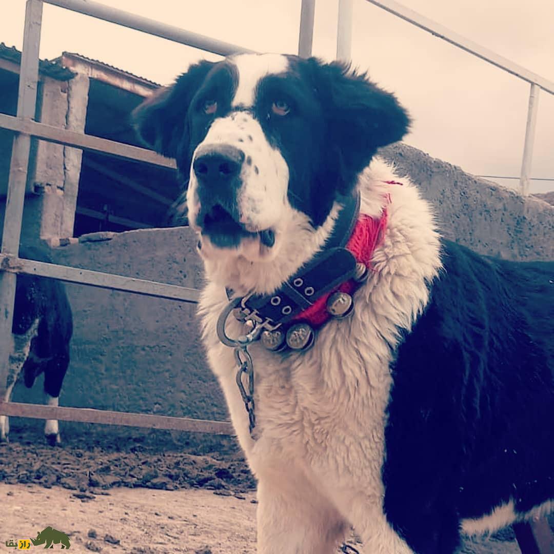 سگ لری بختیاری یا سگ قهدریجانی؛ سگ وحشی و رعبآور با هوشی بالاتر از «سگ سرابی» سگ لری بختیاری یا سگ قهدریجانی؛ سگ وحشی و رعبآور با هوشی بالاتر از «سگ سرابی»