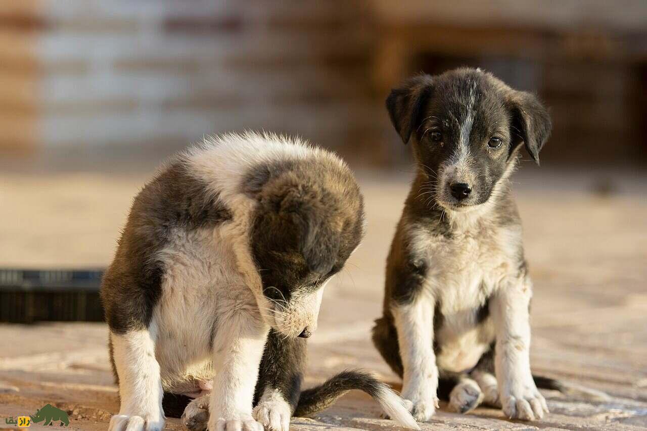 سگ لری بختیاری یا سگ قهدریجانی؛ سگ وحشی و رعبآور با هوشی بالاتر از «سگ سرابی» سگ لری بختیاری یا سگ قهدریجانی؛ سگ وحشی و رعبآور با هوشی بالاتر از «سگ سرابی»
