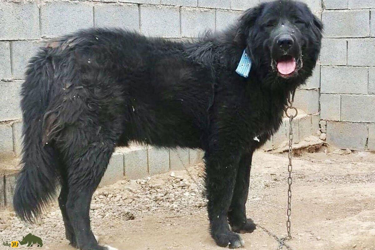 سگ لری بختیاری یا سگ قهدریجانی؛ سگ وحشی و رعبآور با هوشی بالاتر از «سگ سرابی» سگ لری بختیاری یا سگ قهدریجانی؛ سگ وحشی و رعبآور با هوشی بالاتر از «سگ سرابی»