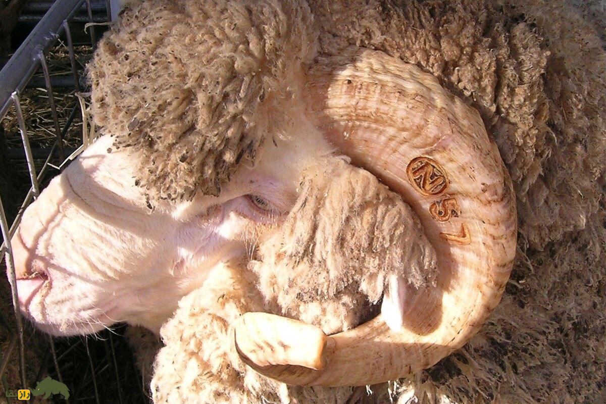 گوسفند «مرینوس»؛ گوسفندی به گرانی الماس که صادرات آن اعدام داشت!