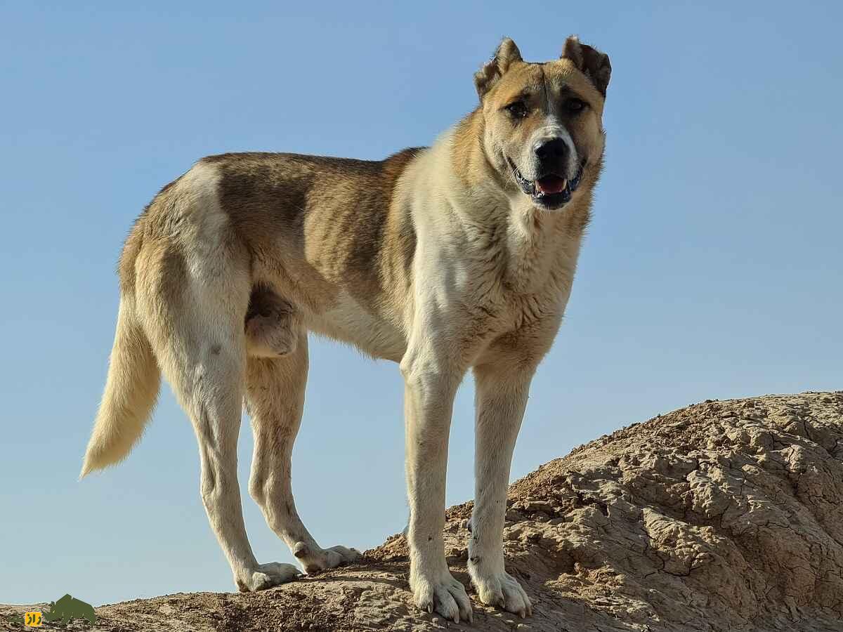 «سگ سرابی»؛ مشهورترین و قوی‌ترین سگ ایران که آمریکایی‌ها عاشق آن هستند