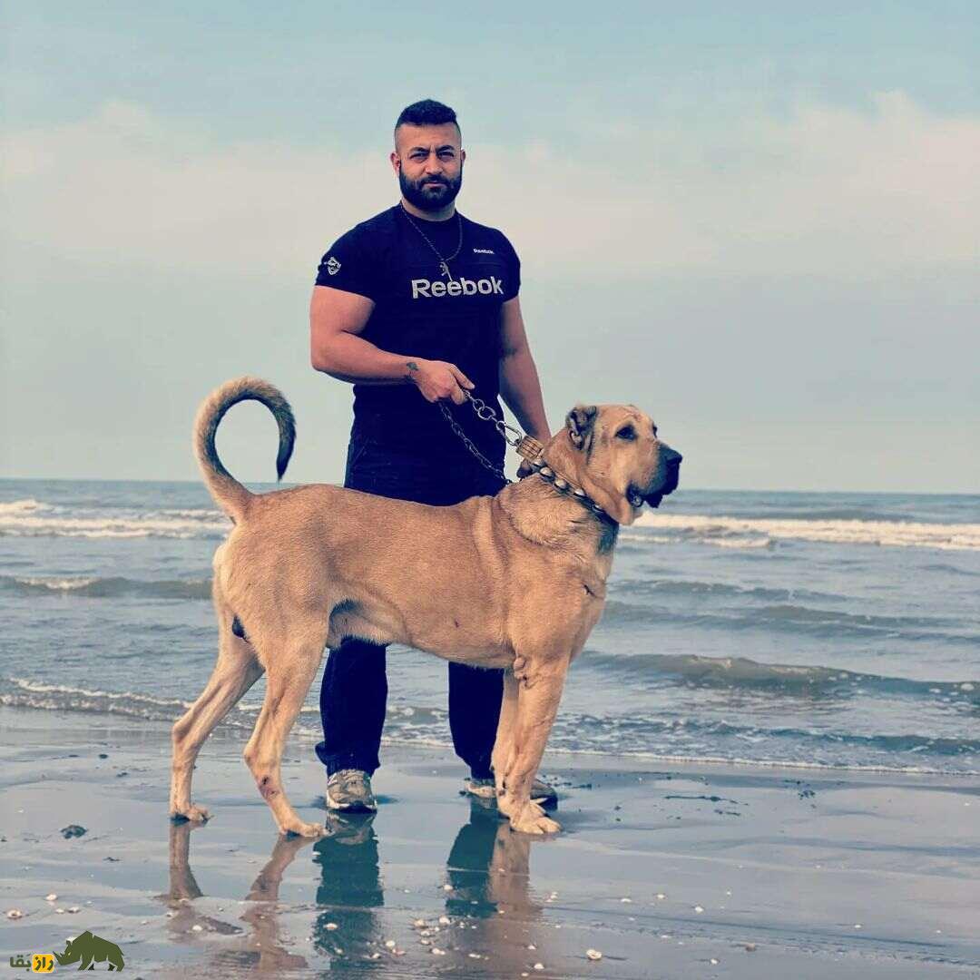 سگ سرابی؛ سگ «مولوسر» قدرتمندی که خرس و پلنگ را از پای در می‌آورد