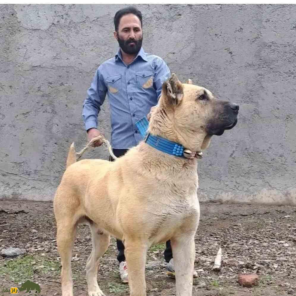 سگ سرابی؛ سگ «مولوسر» قدرتمندی که خرس و پلنگ را از پای در می‌آورد