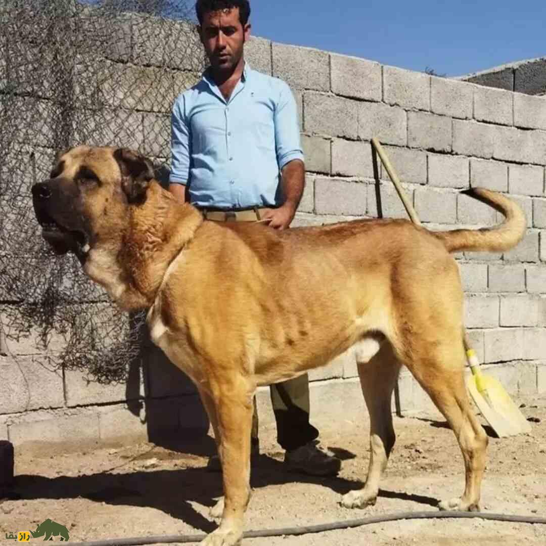 سگ سرابی؛ سگ «مولوسر» قدرتمندی که خرس و پلنگ را از پای در می‌آورد