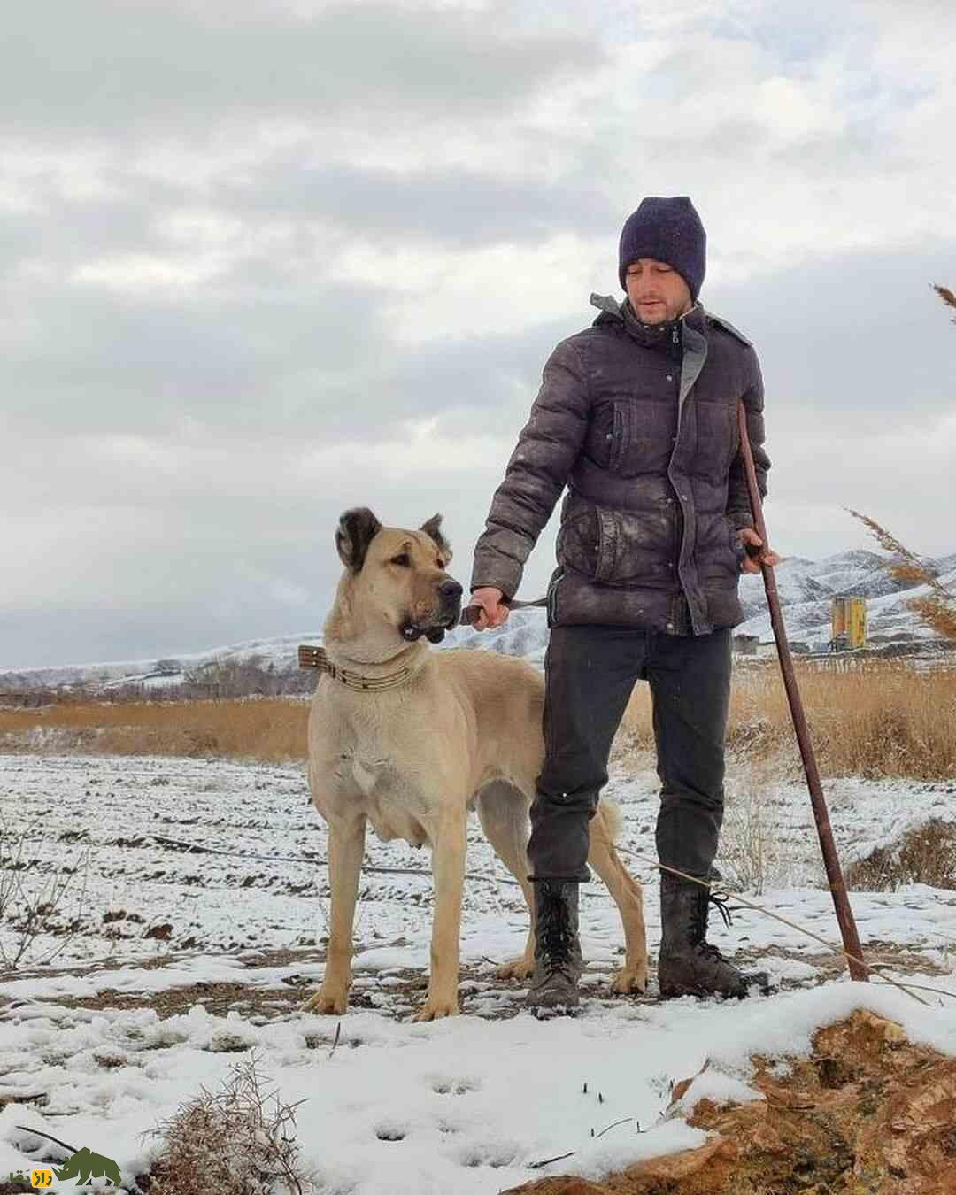 سگ سرابی؛ سگ «مولوسر» قدرتمندی که خرس و پلنگ را از پای در می‌آورد