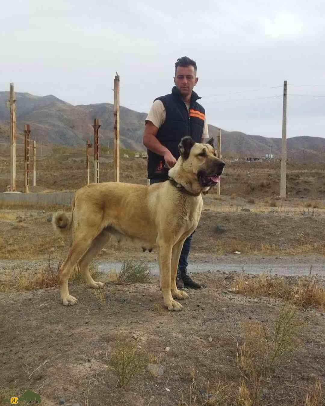 سگ سرابی؛ سگ «مولوسر» قدرتمندی که خرس و پلنگ را از پای در می‌آورد