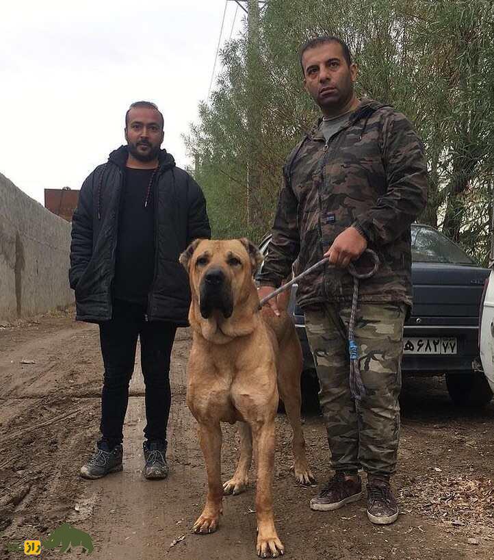 سگ سرابی؛ سگ «مولوسر» قدرتمندی که خرس و پلنگ را از پای در می‌آورد