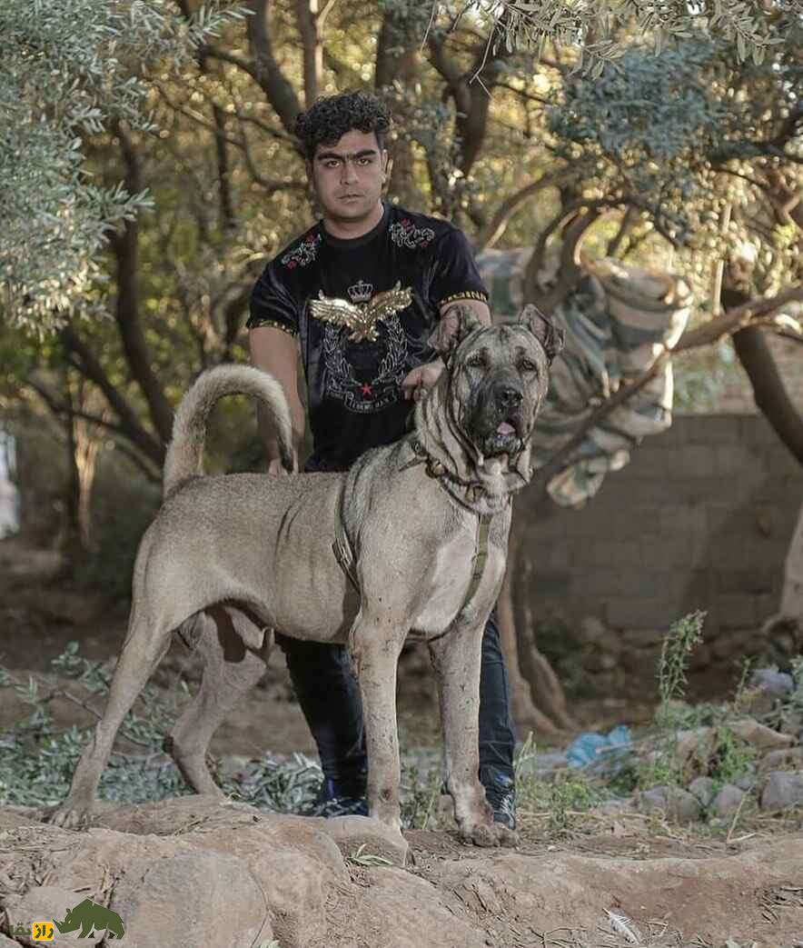 سگ سرابی؛ سگ «مولوسر» قدرتمندی که خرس و پلنگ را از پای در می‌آورد