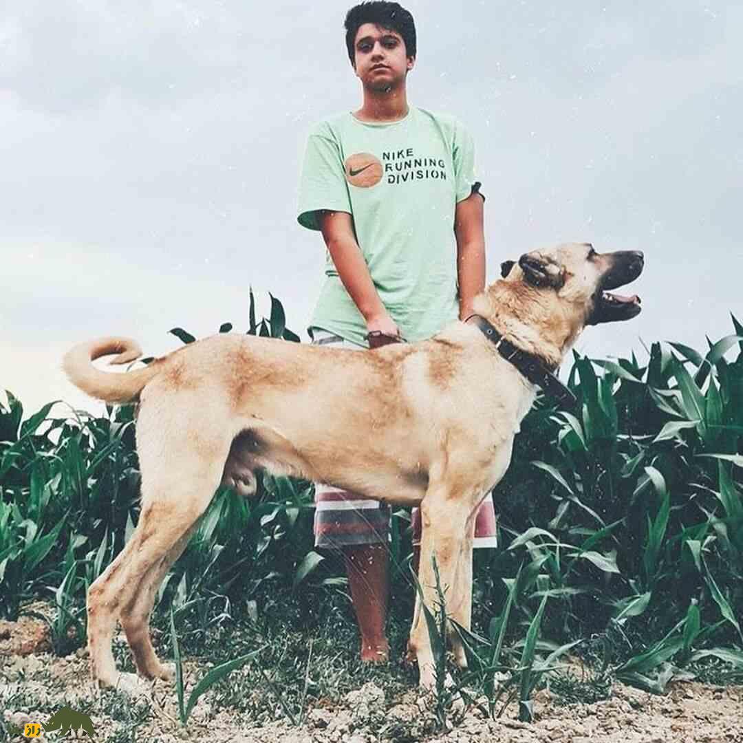 سگ سرابی؛ سگ «مولوسر» قدرتمندی که خرس و پلنگ را از پای در می‌آورد