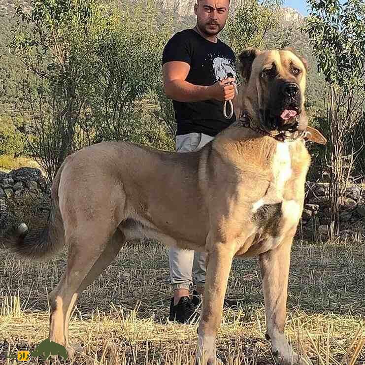 سگ سرابی؛ سگ «مولوسر» قدرتمندی که خرس و پلنگ را از پای در می‌آورد