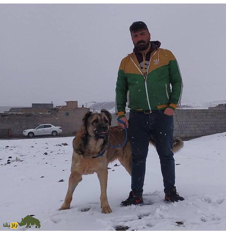 سگ سرابی؛ سگ «مولوسر» قدرتمندی که خرس و پلنگ را از پای در می‌آورد