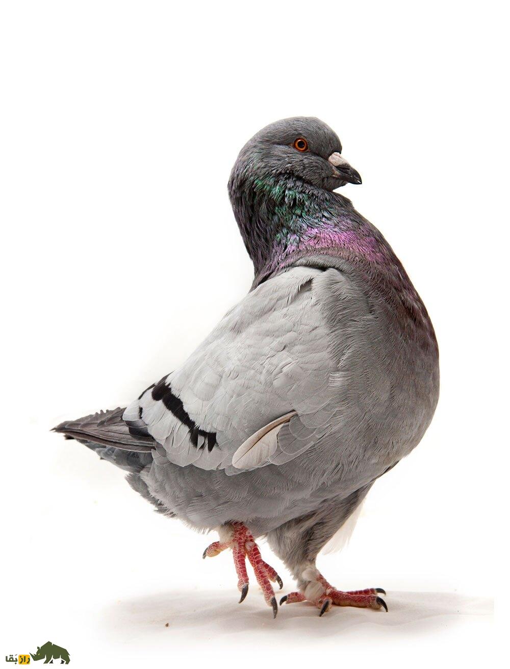 «کبوتر پادشاه»؛ کبوتری که در جنگ جهانی دوم پادشاهی می‌کرد