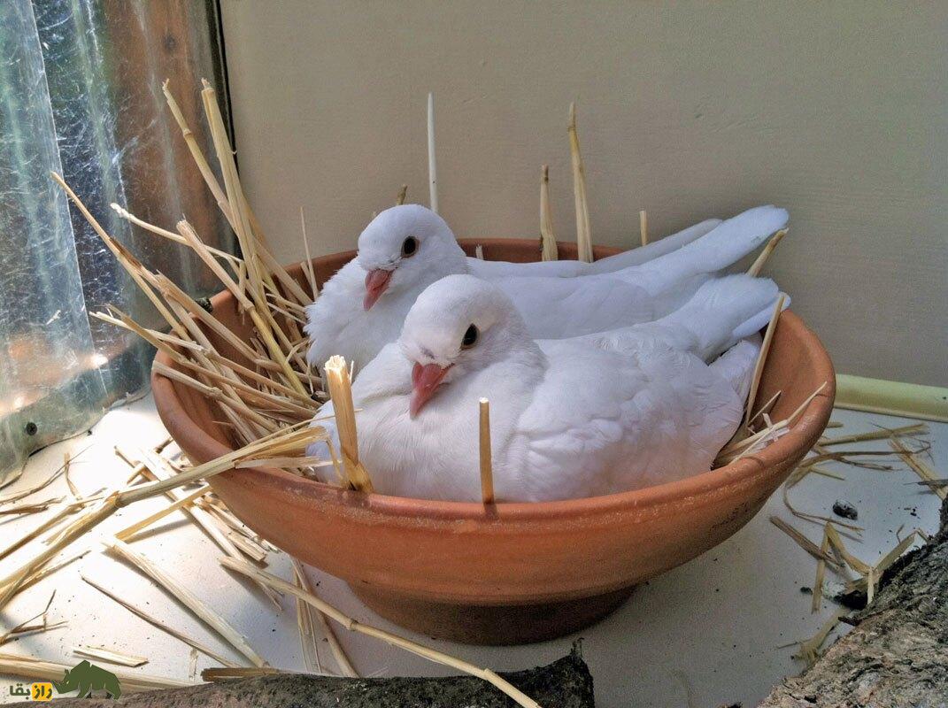 «کبوتر پادشاه»؛ کبوتری که در جنگ جهانی دوم پادشاهی می‌کرد