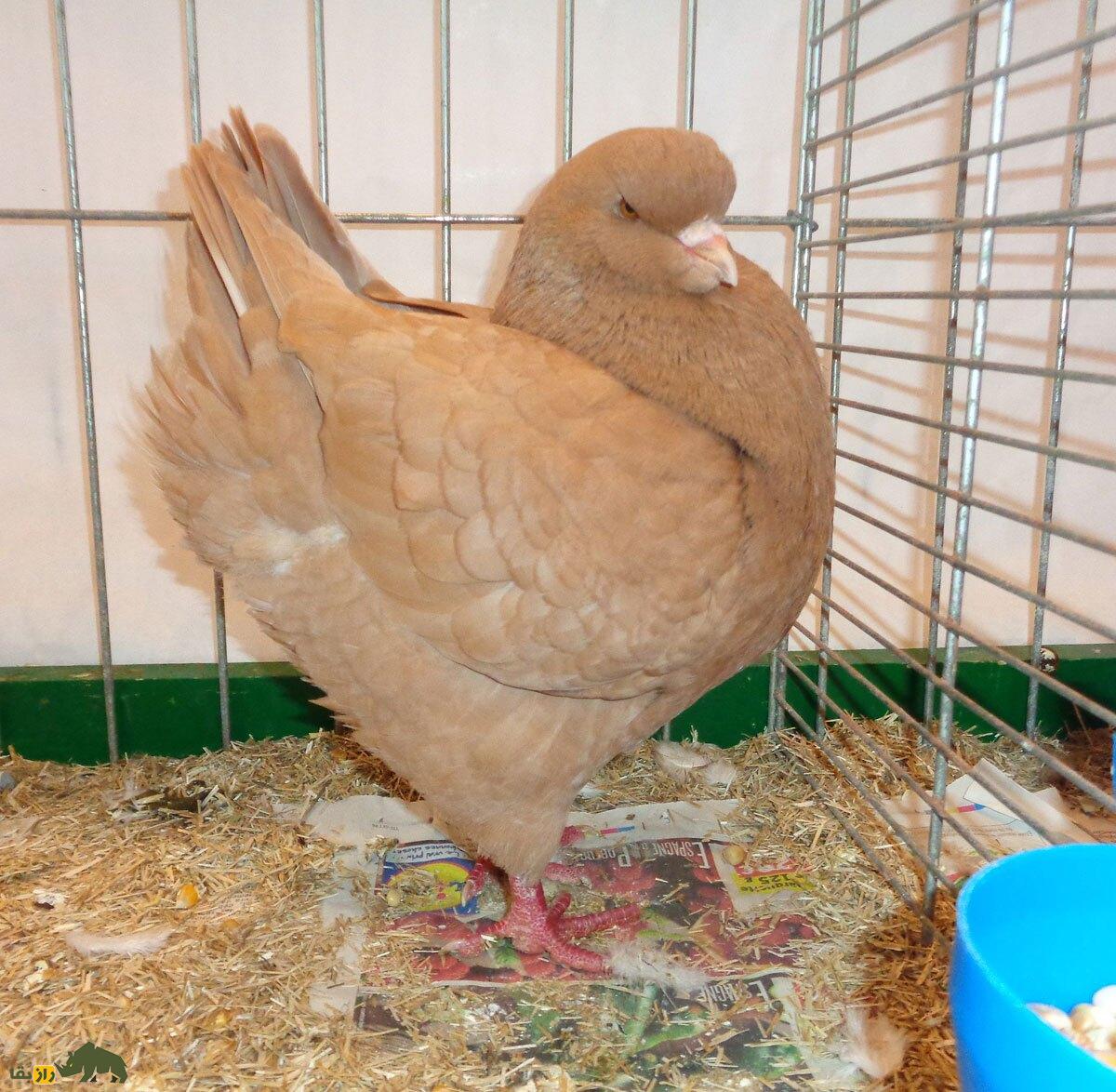 «کبوتر پادشاه»؛ کبوتری که در جنگ جهانی دوم پادشاهی می‌کرد