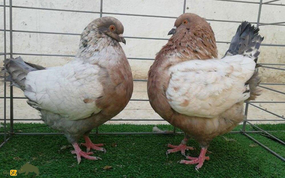 «کبوتر پادشاه»؛ کبوتری که در جنگ جهانی دوم پادشاهی می‌کرد