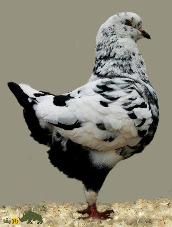 «کبوتر پادشاه»؛ کبوتری که در جنگ جهانی دوم پادشاهی می‌کرد