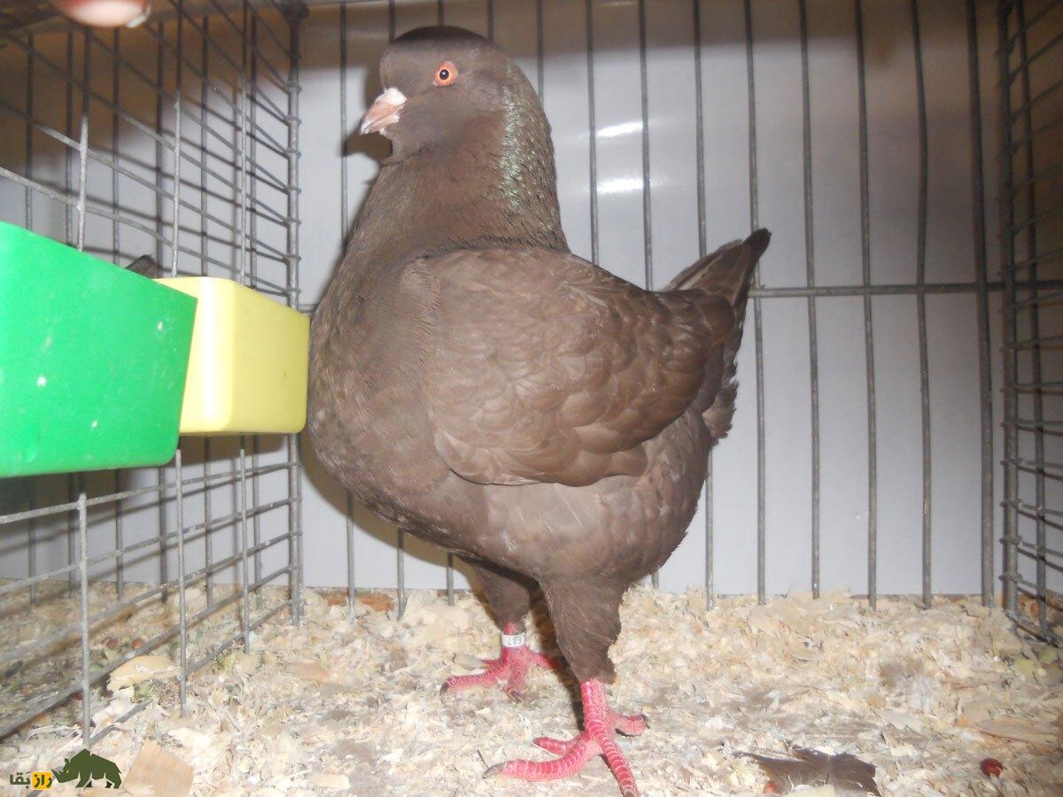 «کبوتر پادشاه»؛ کبوتری که در جنگ جهانی دوم پادشاهی می‌کرد