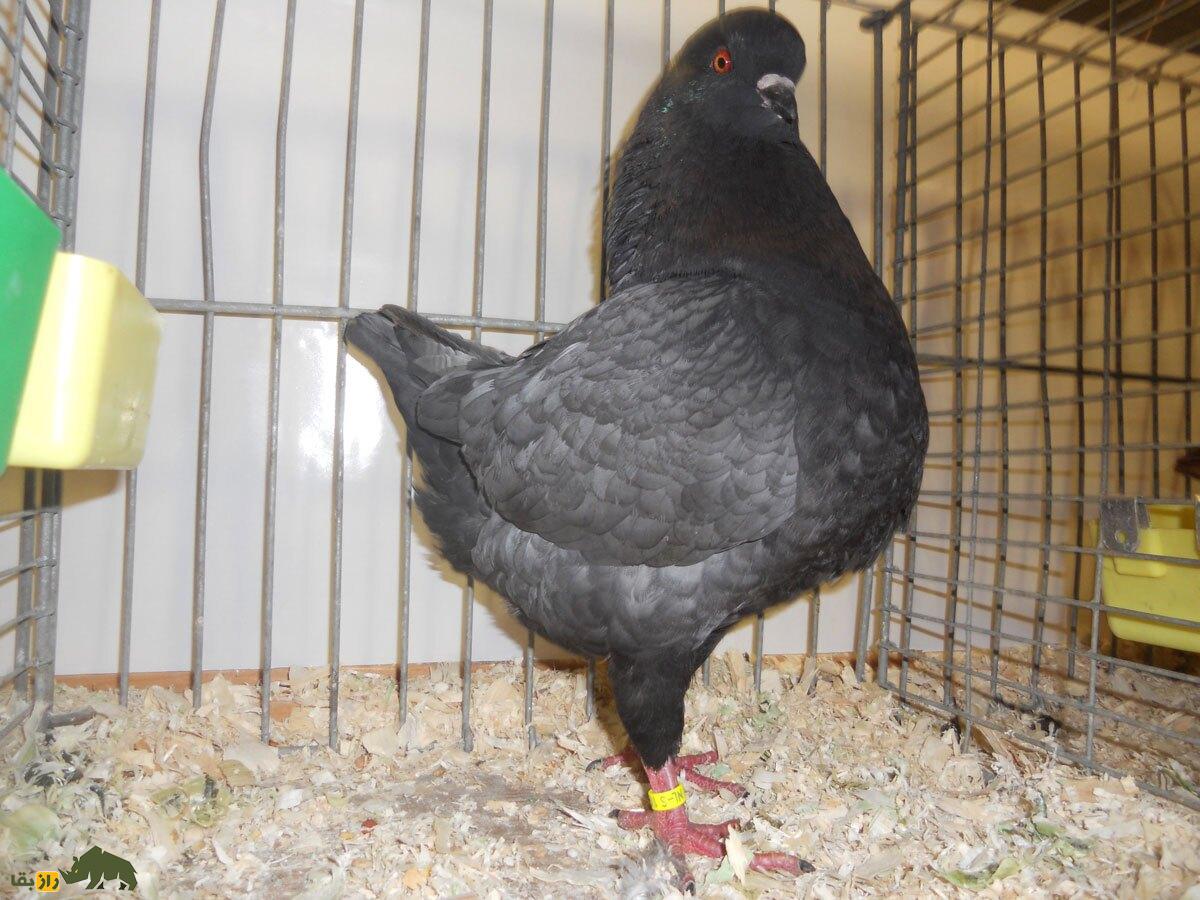 «کبوتر پادشاه»؛ کبوتری که در جنگ جهانی دوم پادشاهی می‌کرد