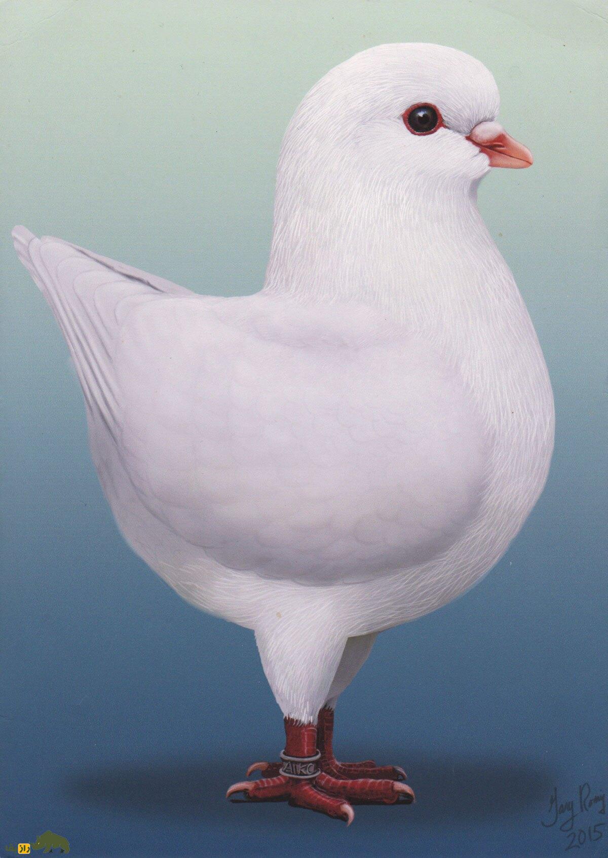 «کبوتر پادشاه»؛ کبوتری که در جنگ جهانی دوم پادشاهی می‌کرد