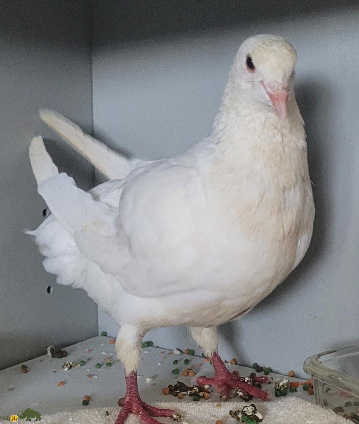 «کبوتر پادشاه»؛ کبوتری که در جنگ جهانی دوم پادشاهی می‌کرد