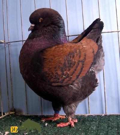 «کبوتر پادشاه»؛ کبوتری که در جنگ جهانی دوم پادشاهی می‌کرد