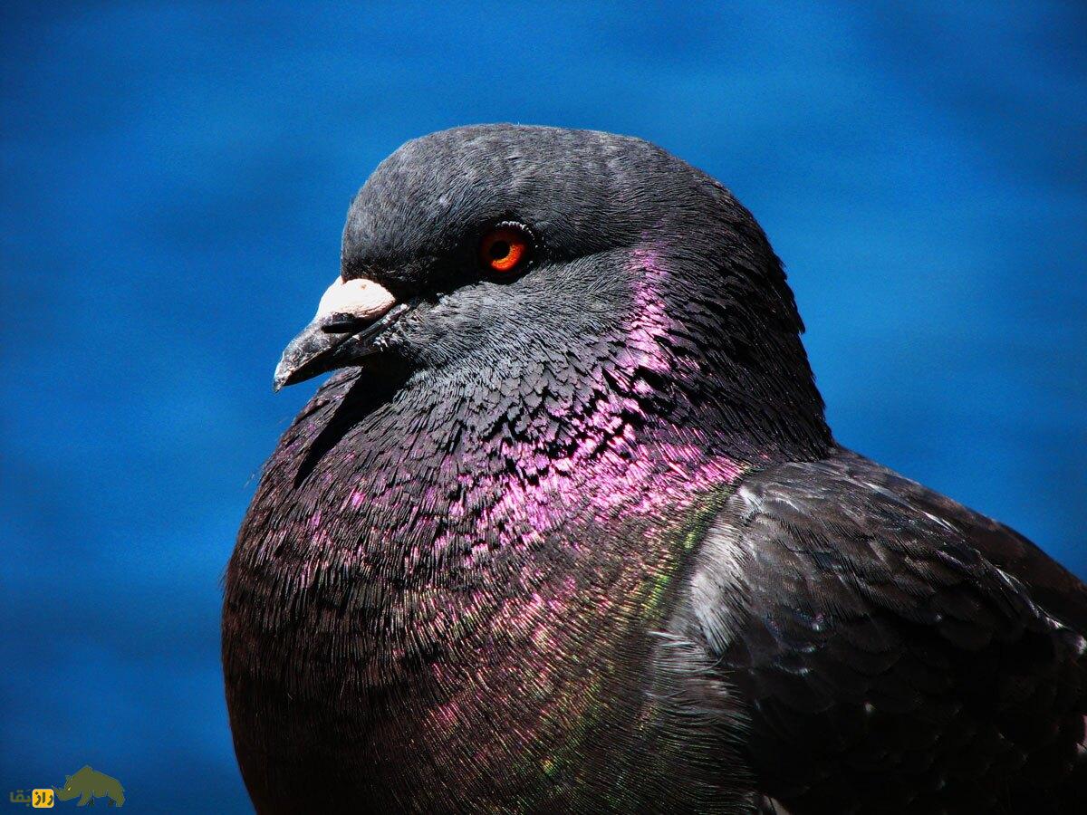 «کبوتر پادشاه»؛ کبوتری که در جنگ جهانی دوم پادشاهی می‌کرد