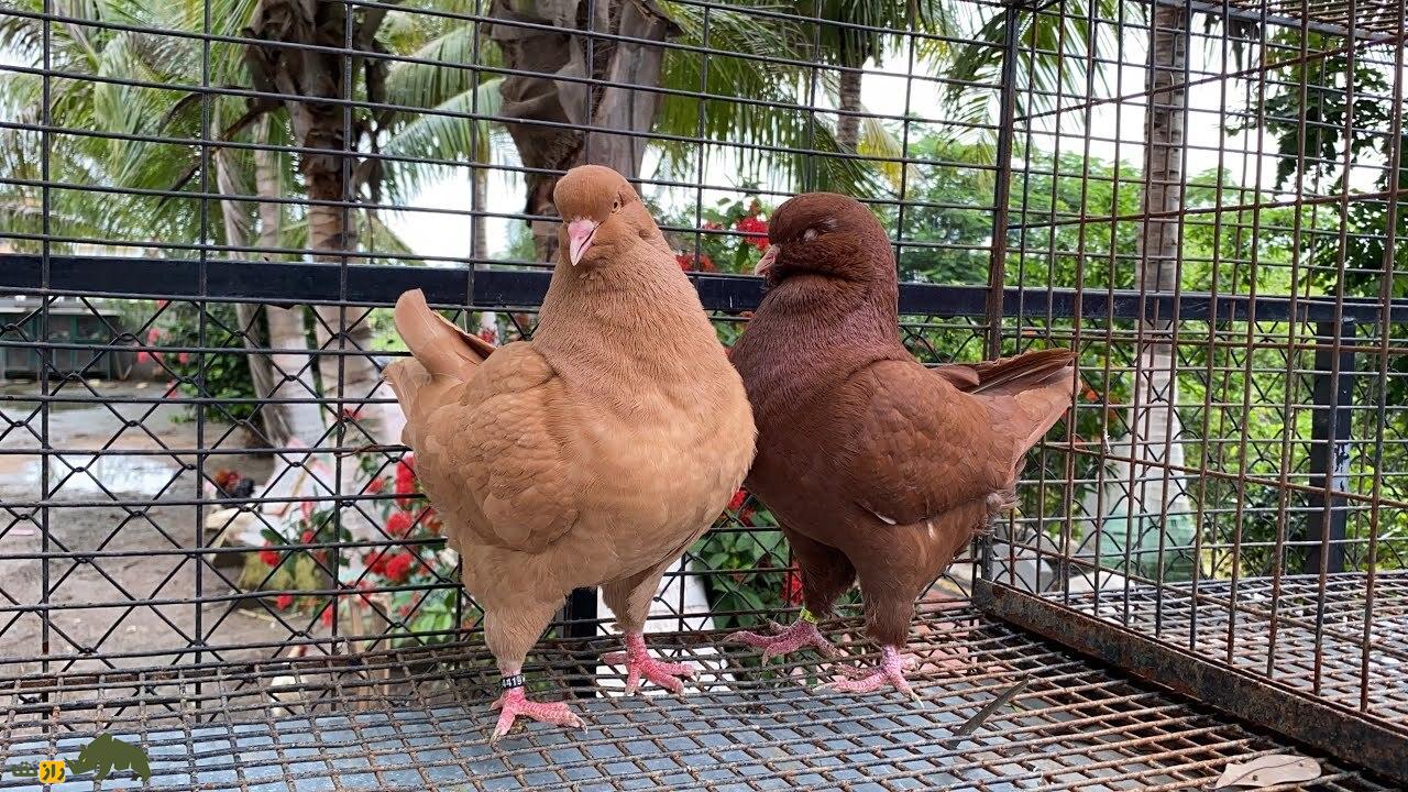 «شاه کبوتر»؛ کبوتری که در جنگ جهانی دوم پادشاهی می‌کرد