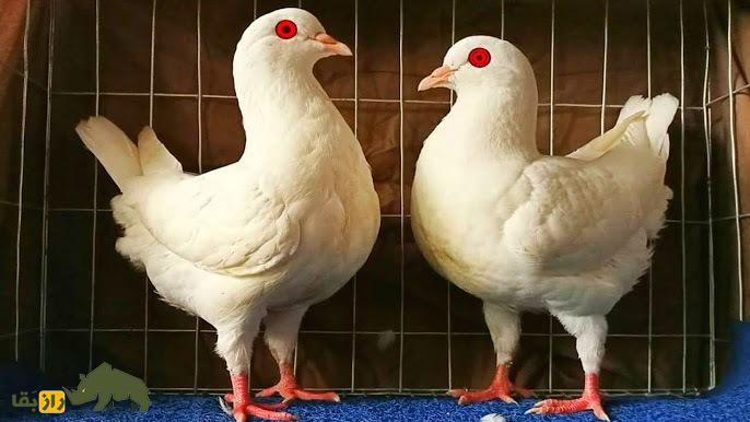 «شاه کبوتر»؛ کبوتری که شبیه مرغ است و در جنگ جهانی دوم پادشاهی می‌کرد!