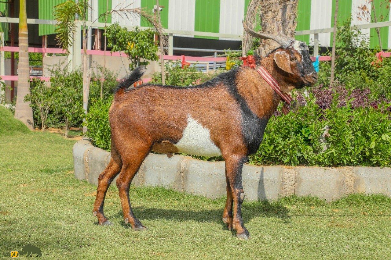 «بز بیتال» پاکستان؛ بز ۱۰۰ کیلویی معروف به «گاو مردم فقیر» که ۱۸۰۰ کیلو شیر میدهد «بز بیتال» پاکستان؛ بز ۱۰۰ کیلویی معروف به «گاو مردم فقیر» که ۱۸۰۰ کیلو شیر میدهد