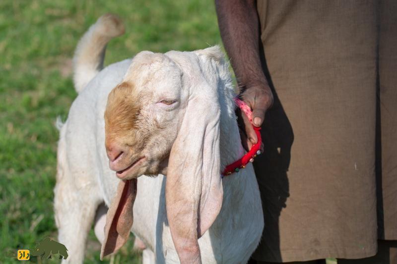 «بز بیتال» پاکستان؛ بز ۱۰۰ کیلویی معروف به «گاو مردم فقیر» که ۱۸۰۰ کیلو شیر میدهد «بز بیتال» پاکستان؛ بز ۱۰۰ کیلویی معروف به «گاو مردم فقیر» که ۱۸۰۰ کیلو شیر میدهد