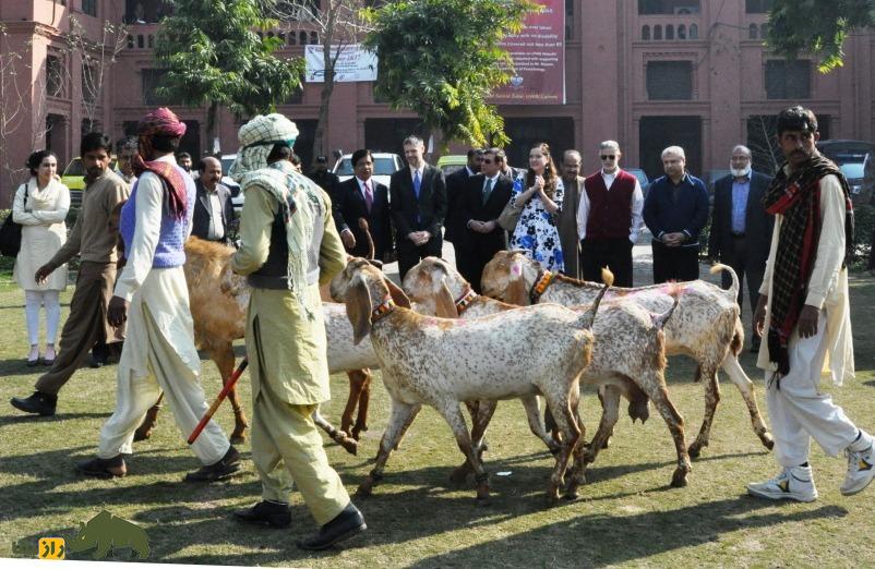 «بز بیتال» پاکستان؛ بز ۱۰۰ کیلویی معروف به «گاو مردم فقیر» که ۱۸۰۰ کیلو شیر میدهد «بز بیتال» پاکستان؛ بز ۱۰۰ کیلویی معروف به «گاو مردم فقیر» که ۱۸۰۰ کیلو شیر میدهد