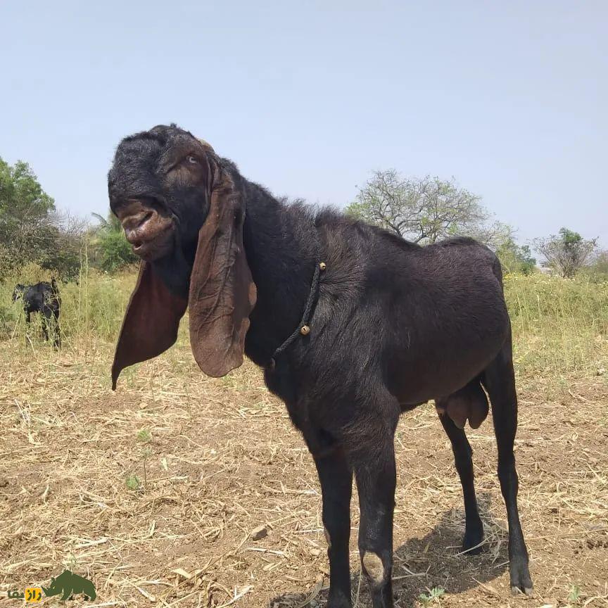 «بز بیتال» پاکستان؛ بز ۱۰۰ کیلویی معروف به «گاو مردم فقیر» که ۱۸۰۰ کیلو شیر میدهد «بز بیتال» پاکستان؛ بز ۱۰۰ کیلویی معروف به «گاو مردم فقیر» که ۱۸۰۰ کیلو شیر میدهد