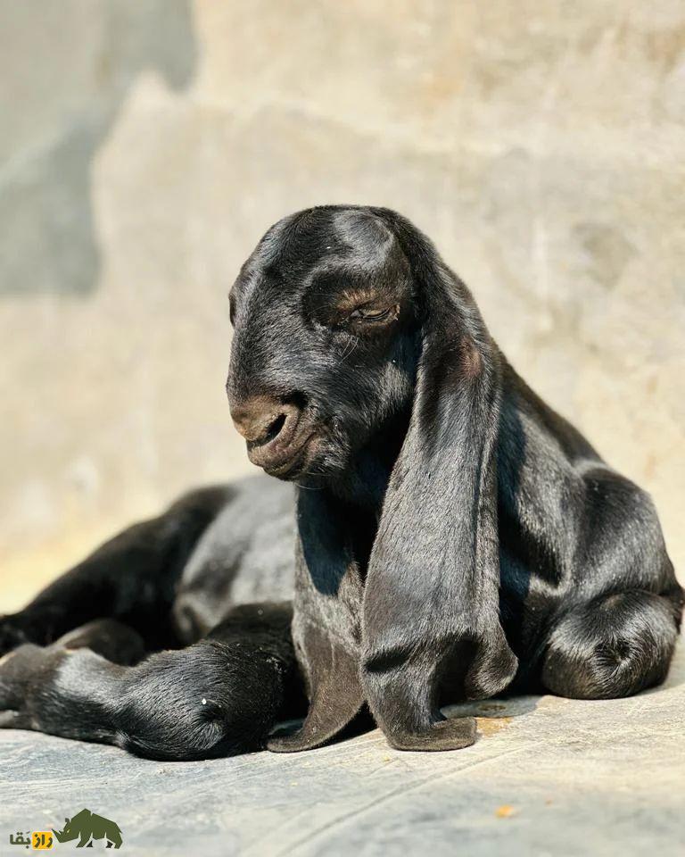 «بز بیتال» پاکستان؛ بز ۱۰۰ کیلویی معروف به «گاو مردم فقیر» که ۱۸۰۰ کیلو شیر میدهد «بز بیتال» پاکستان؛ بز ۱۰۰ کیلویی معروف به «گاو مردم فقیر» که ۱۸۰۰ کیلو شیر میدهد