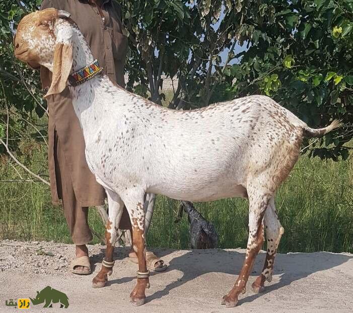 «بز بیتال» پاکستان؛ بز ۱۰۰ کیلویی معروف به «گاو مردم فقیر» که ۱۸۰۰ کیلو شیر میدهد «بز بیتال» پاکستان؛ بز ۱۰۰ کیلویی معروف به «گاو مردم فقیر» که ۱۸۰۰ کیلو شیر میدهد