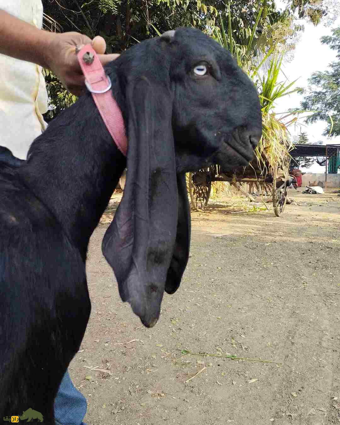 «بز بیتال» پاکستان؛ بز ۱۰۰ کیلویی معروف به «گاو مردم فقیر» که ۱۸۰۰ کیلو شیر میدهد «بز بیتال» پاکستان؛ بز ۱۰۰ کیلویی معروف به «گاو مردم فقیر» که ۱۸۰۰ کیلو شیر میدهد
